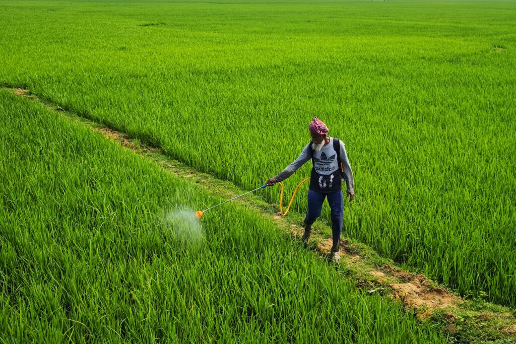 A farmer sprays pesticide in lush green paddy fields under the summer sun, Bolpur, India.