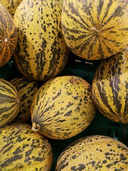 A vibrant selection of ripe melons with distinct patterns on display at a market.
